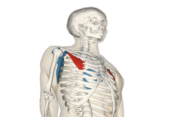 https://commons.wikimedia.org/wiki/File:Pectoralis_minor_muscle_and_shoulder_blade.png#/media/File:Pectoralis_minor_muscle_and_shoulder_blade.png